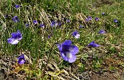 89 Pinguicola alpina (Pinguicula alpina)